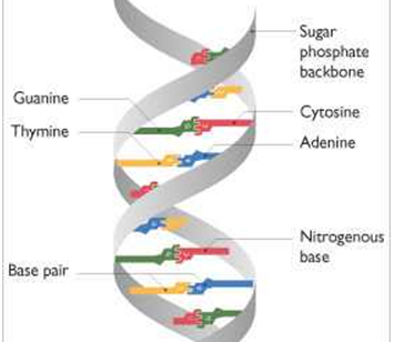Does DNA have a nitrogen base?